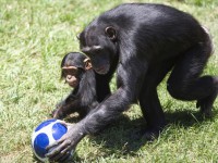 Em clima de Copa, chimpanzé ‘treina’ filhote em zoológico