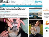 Cachorro cola a boca ao devorar correspondência da dona